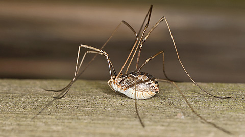 Phalangium opilio W (SG, 27.5.2018) Phalangium opilio