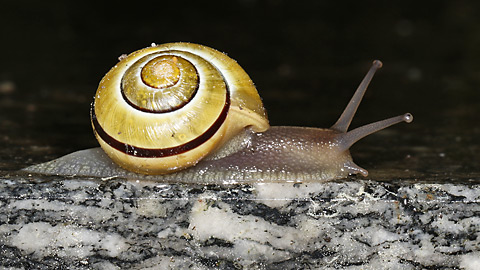 Garten-Bänderschnecke