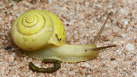 Europäische/Genabelte Strauchschnecke