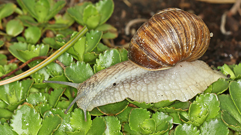 Weinbergschnecke