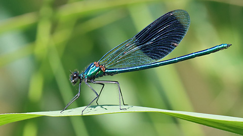 Calopteryx splendens (11.7.2021) Calopteryx splendens