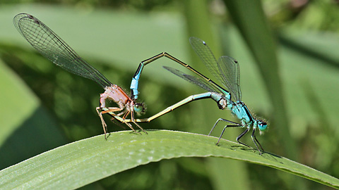 Ischnura elegans (14.6.2015) Ischnura elegans