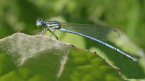 Platycnemis pennipes (2.7.2006) Platycnemis pennipes