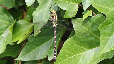 Aeshna cyanea, 4.8.2025) Nn