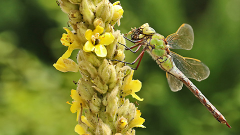 Anax imperator (20.6.2019 Anax imperator