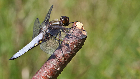 Libellula depressa (4.6.2023) Libellula depressa