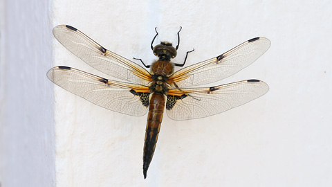 Libellula quadrimaculata (18.5.2019) Libellula quadrimaculata
