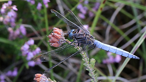 Orthetrum coerulescens (20.8.2016) Orthetrum coerulescens