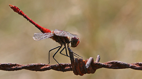 Sympetrum sanguinieum (21.7.2006) Orthetrum coerulescens