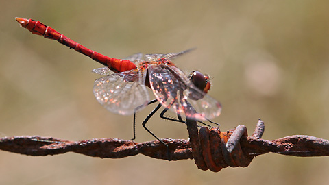 Sympetrum sanguinieum (21.7.2006) Orthetrum coerulescens
