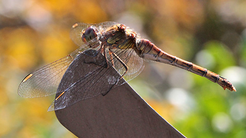 Sympetrum striolatum (16.9.2012) Orthetrum coerulescens