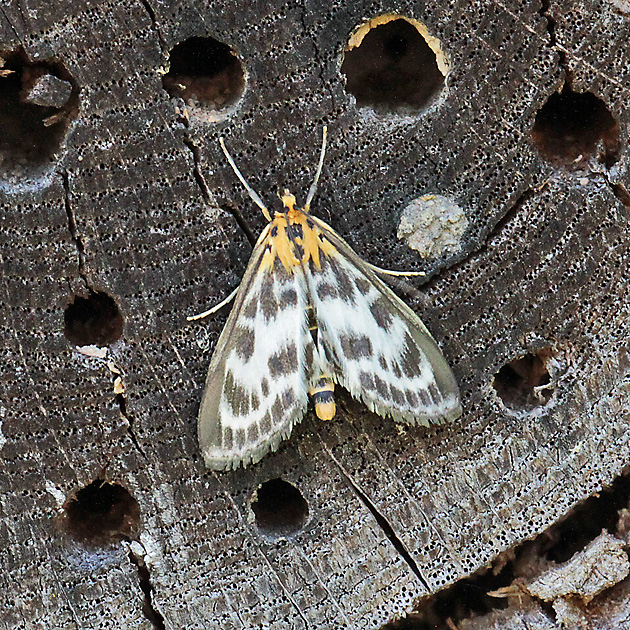 Anania hortulata (25.5.2017) Anania hortulata