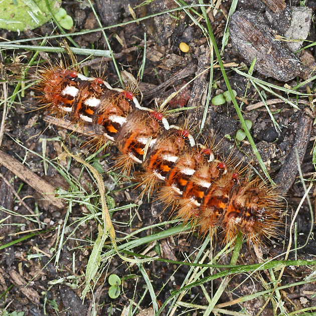 Acronicta rumicis