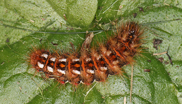 Acronicta rumicis