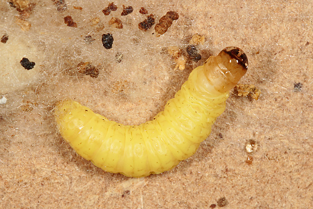Aphomia sociella