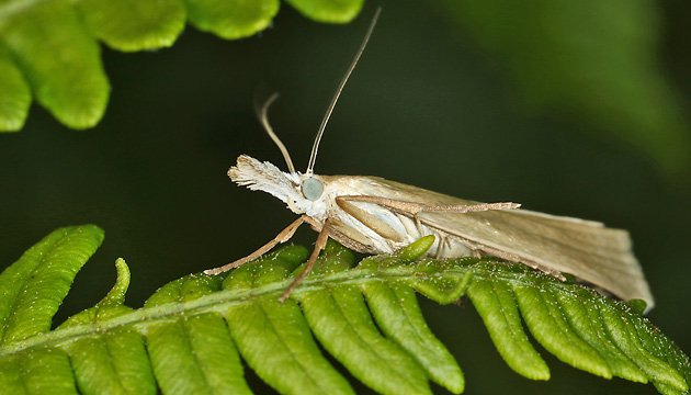 Agriphila straminella
