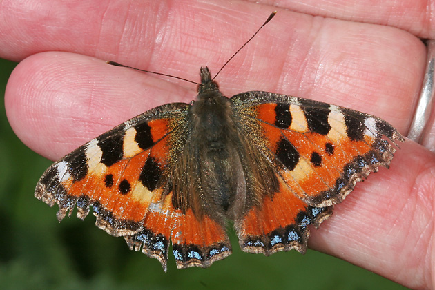 Aglais urticae