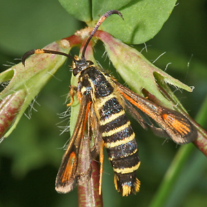 Bembecia ichneumoniformis