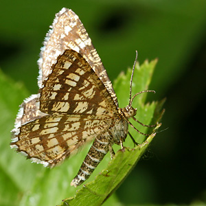 Chiasmia clathrata (19.7.2006) Chiasmia clathrata