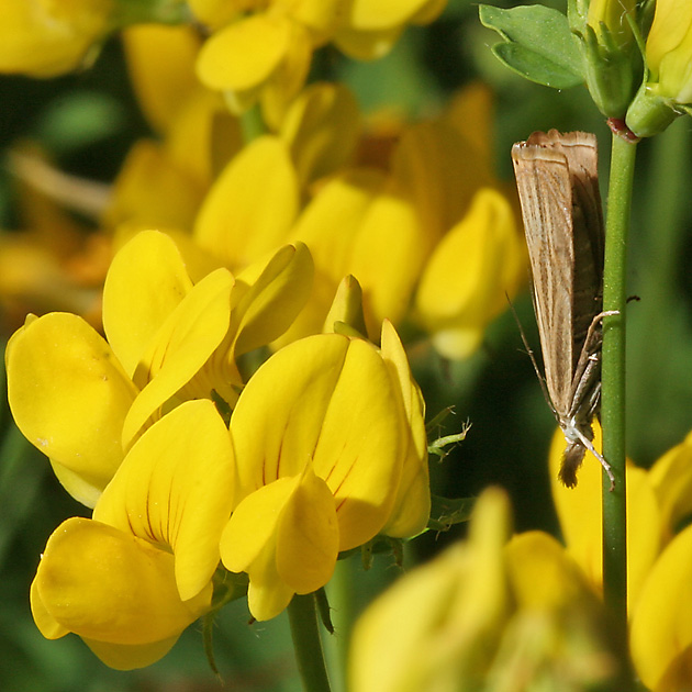Chrysoteuchia culmella