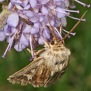 Cerapteryx graminis (5.8.2007) Cerapteryx graminis