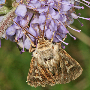Cerapteryx graminis (5.8.2007) Cerapteryx graminis