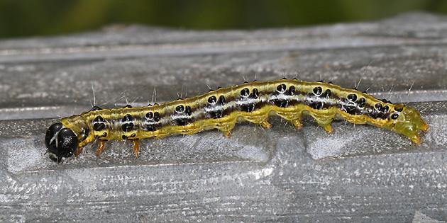 Cydalima perspectalis