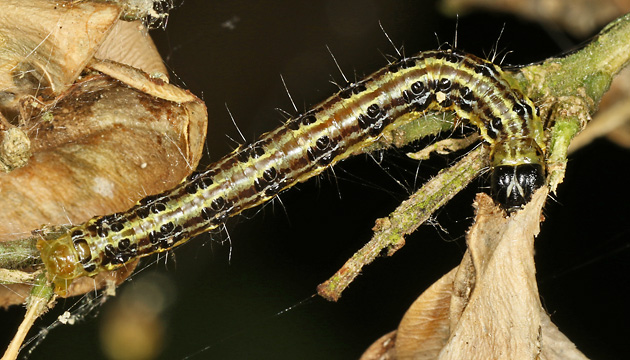 Cydalima perspectalis