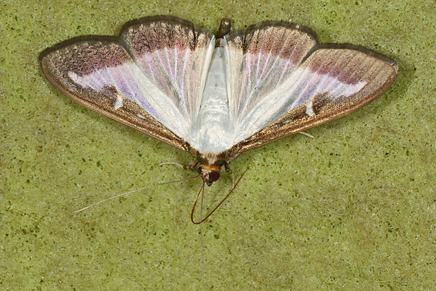 Cydalima perspectalis