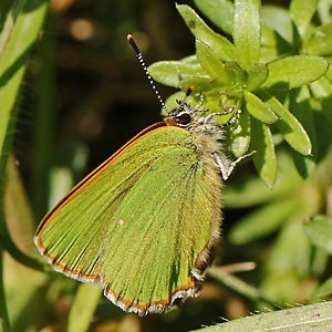 Callophrys rubi (18.4.2019) Callophrys rubi