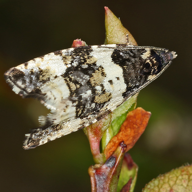 Deltote deceptoria (31.5.2019) Deltote deceptoria