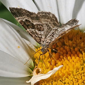 Epirrhoe alternata (19.7.2006) Epirrhoe alternata