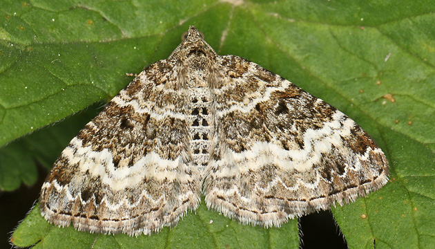 Epirrhoe alternata