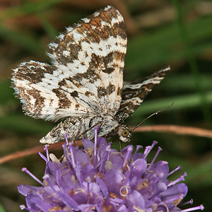 Epirrhoe tristata (19.7.2006) Epirrhoe tristata