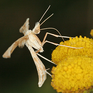Gillmeria ochrodactyla (30.7.2006) Gillmeria ochrodactyla