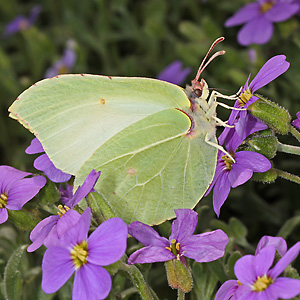 Gonepteryx rhamni