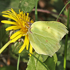 Gonepteryx rhamni