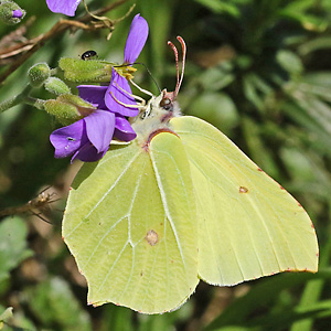 Gonepteryx rhamni