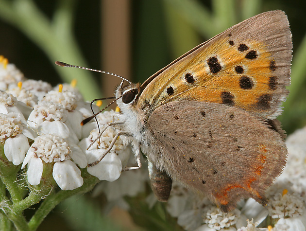 Lycaena phlaeas (21.7.2006) Lycaena phlaeas