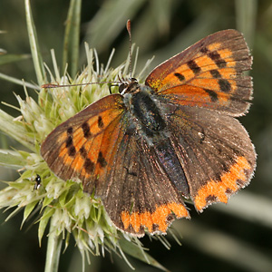Lycaena phlaeas (9.7.2006) Lycaena phlaeas