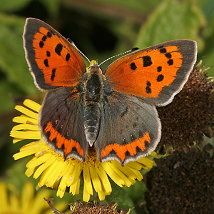 Lycaena phlaeas (19.8.2007) Lycaena phlaeas