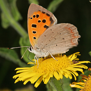 Lycaena phlaeas (19.8.2007) Lycaena phlaeas