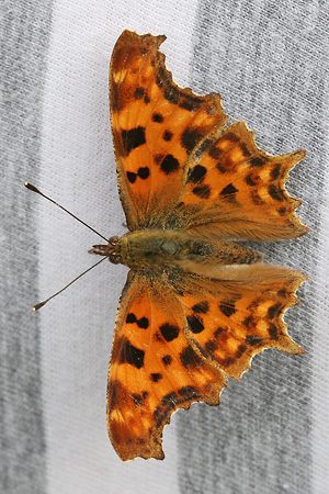 Polygonia c-album