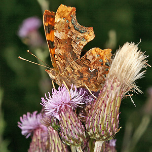 Polygonia c-album