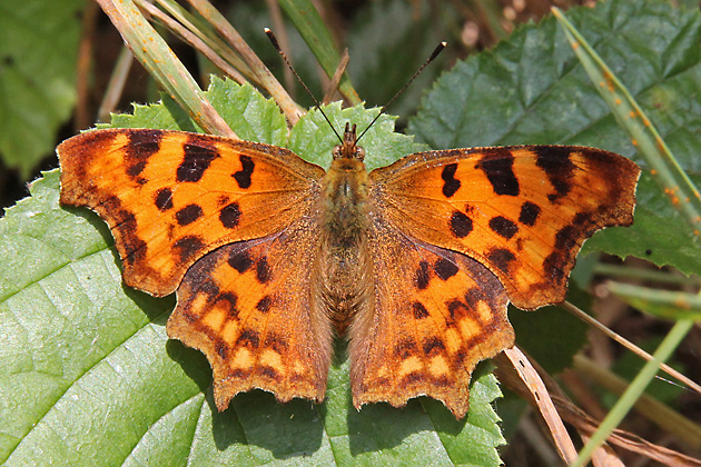 Polygonia c-album