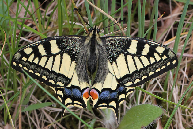 Papilio machaon (11.5.2013) Papilio machaon