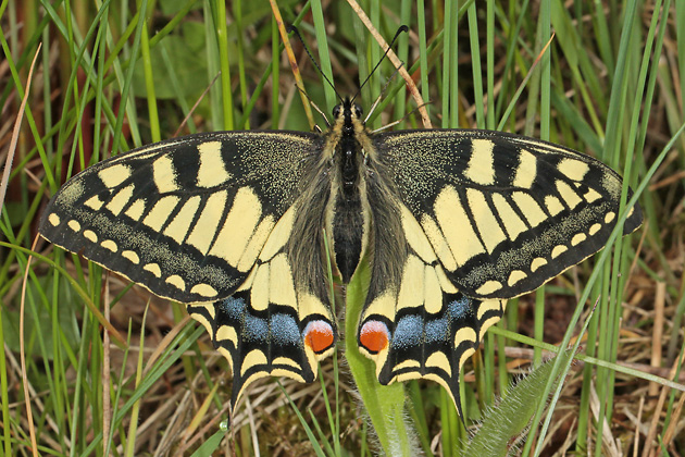 Papilio machaon (11.5.2013) Papilio machaon