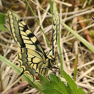 Papilio machaon (6.5.2019) Papilio machaon