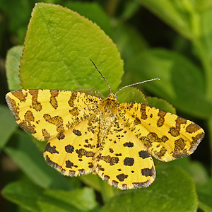 Pseudopanthera macularia (19.7.2006) Pseudopanthera macularia