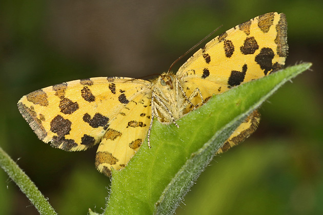 Pseudopanthera macularia